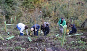 A group of PTC colleagues planting trees