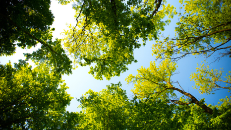 Trees and sky